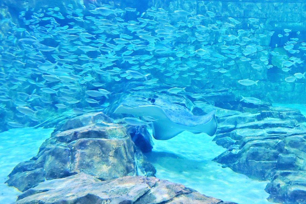 Manta exhibit SeaWorld Orlando