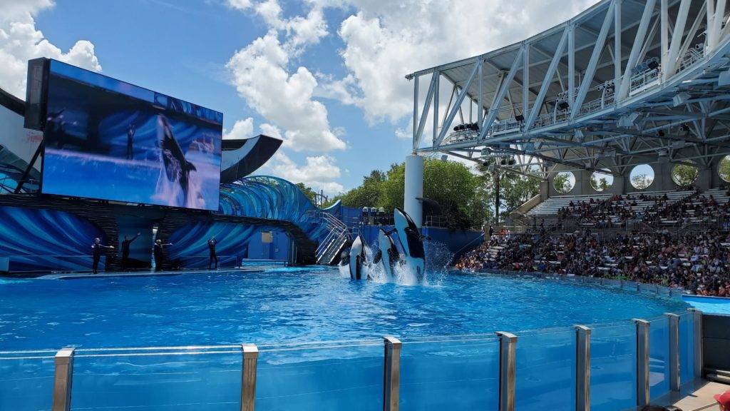 Orca Encounter at SeaWorld