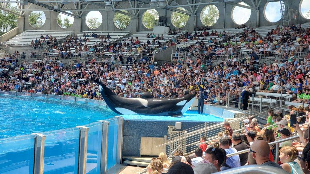 Orcas demonstrating how they're weighed at SeaWorld