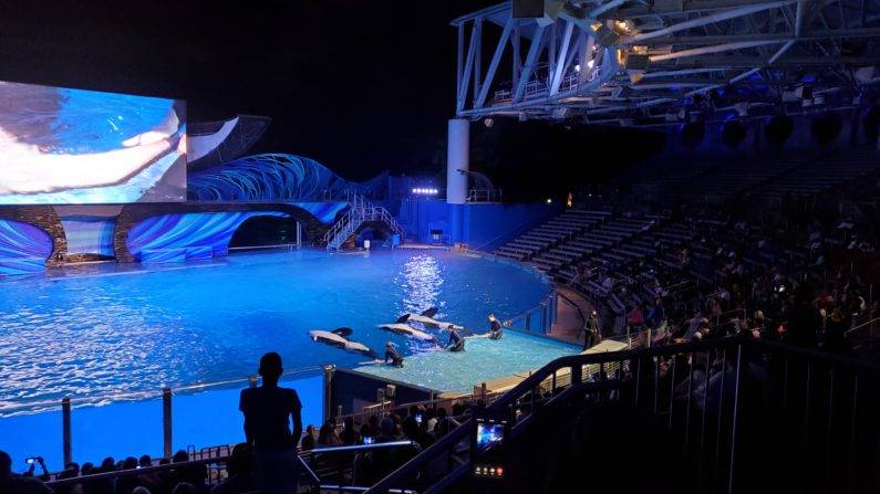 A Complete Guide to SeaWorld Orlando 2021 for Adults