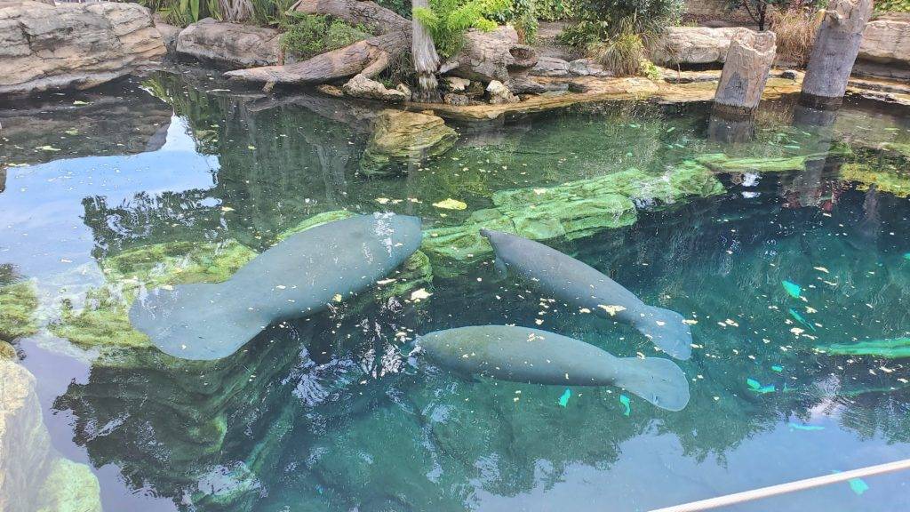 Rehabilitating manatees at SeaWorld