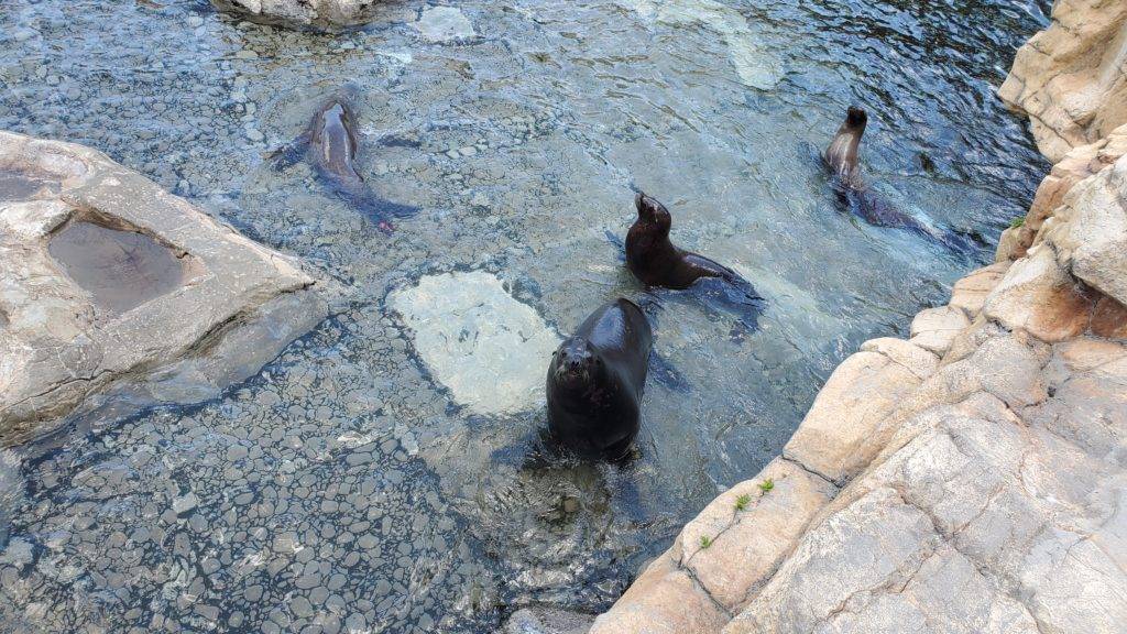 Sea Lions at SeaWorld