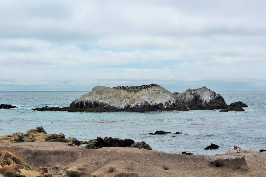 large rock covered with birds and guano in the shallows of the Pacific ocean