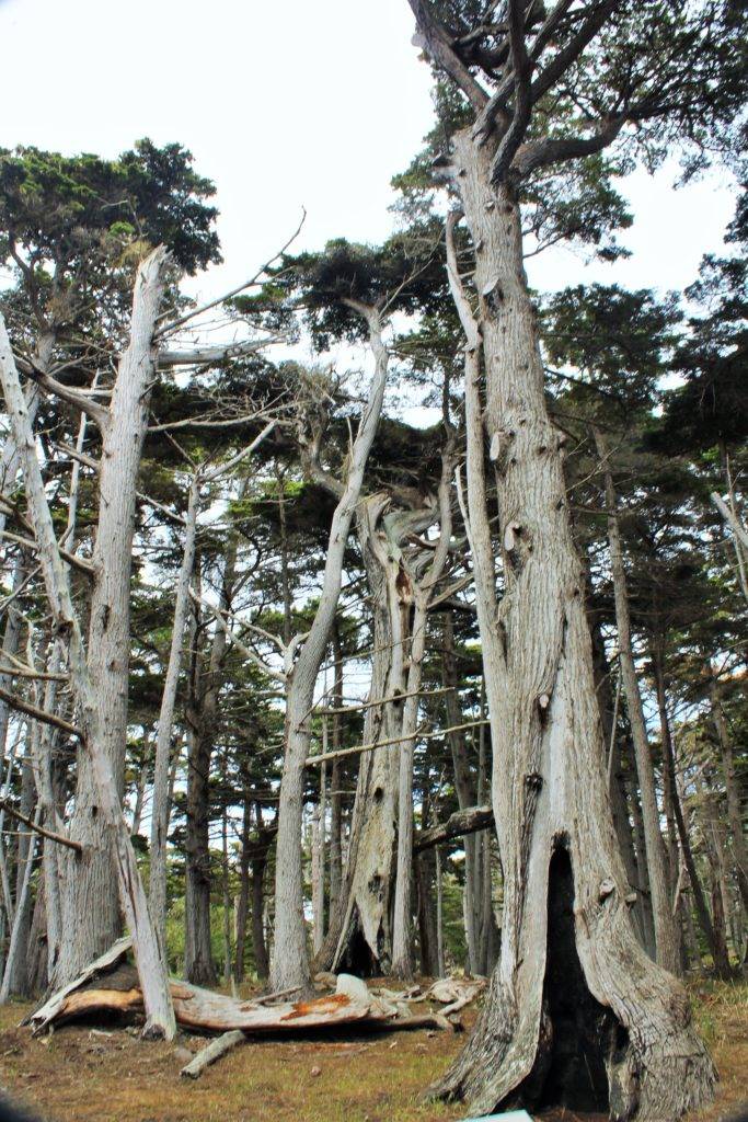 Monterey Cypress trees found on 17-mile drive