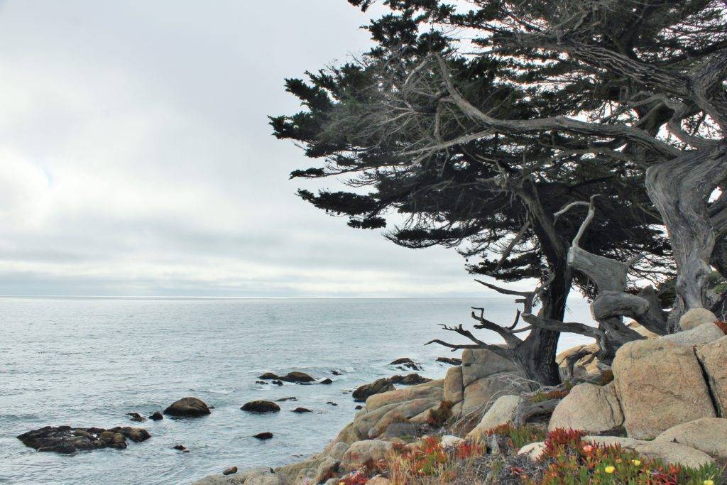 Bleaches cypress trees on the coastline