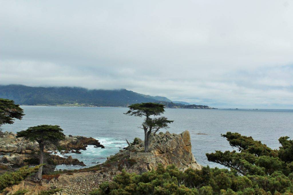 The lone cypress on 17-mile drive