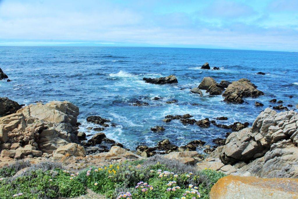 rocky coastline with wildflowers