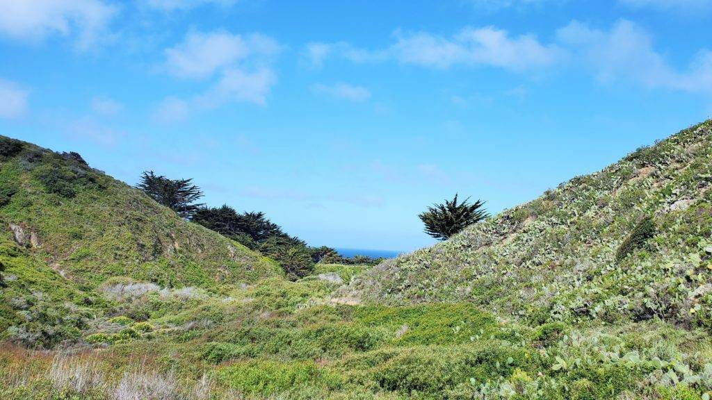 cactus covered hillside with blue sky and a sliver of ocean in the background