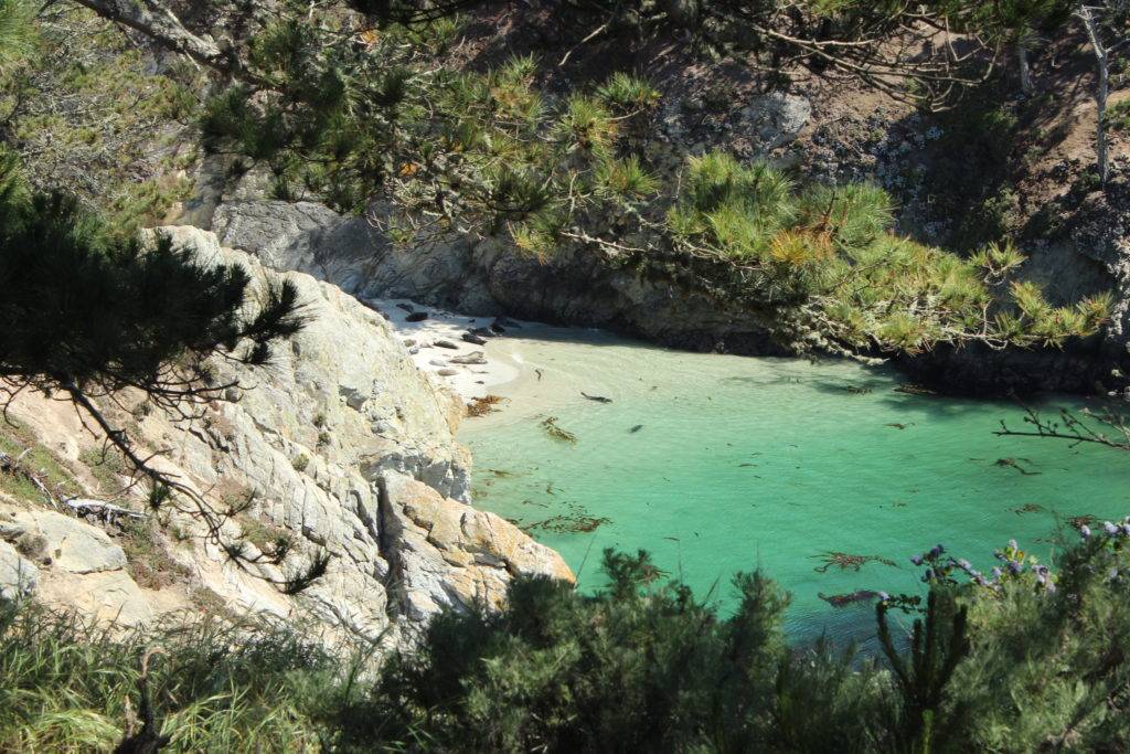 Harbor Seals sunning themselves on a white sand beach next to turquoise waters