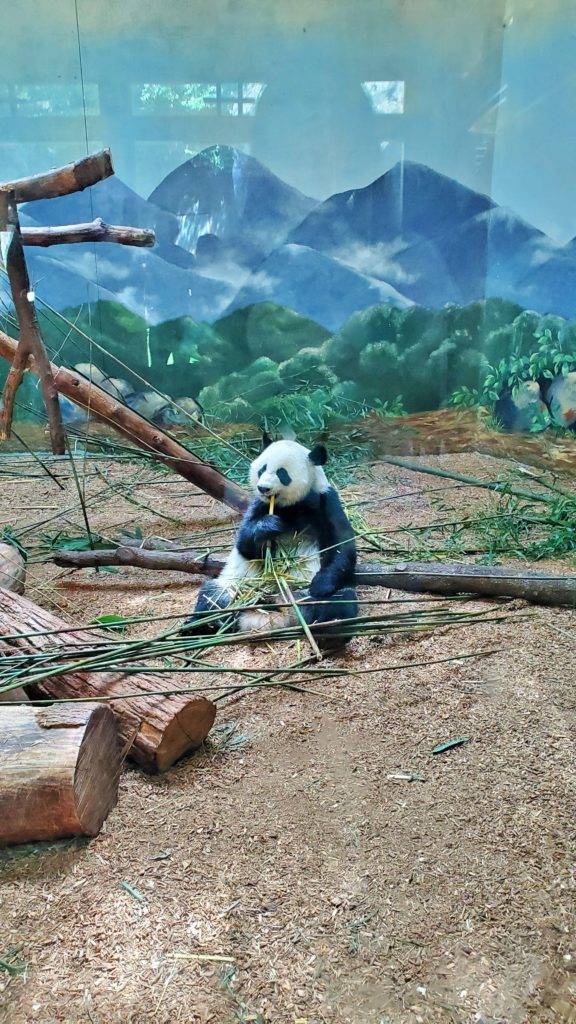giant panda eating a stick of bamboo in an enclosure at the Atlanta Zoo