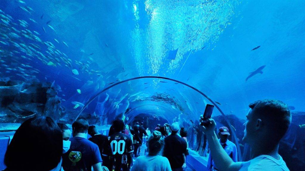 100-foot underwater tunnel at Georgia Aquarium