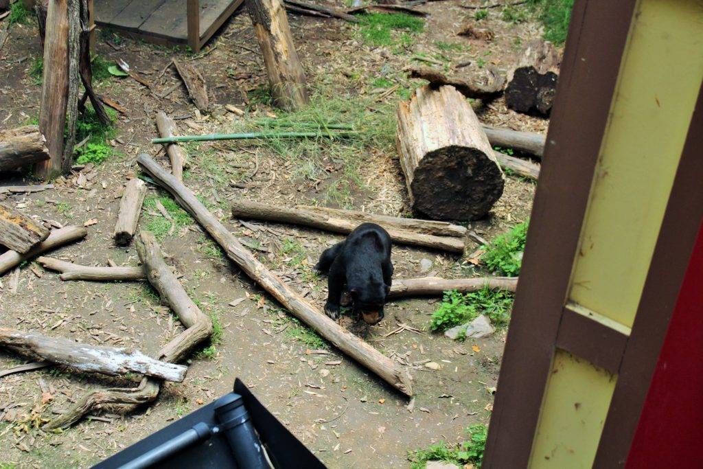 sun bear at the Atlanta Zoo