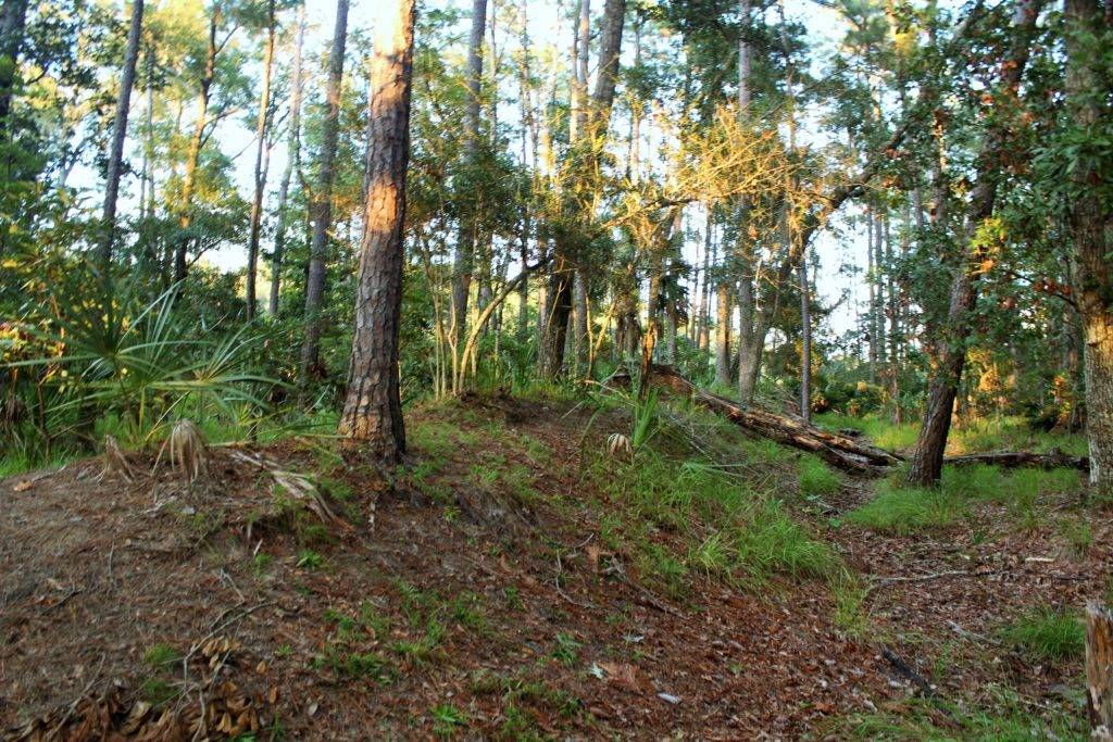 Raised dirt from Confederate Earthworks at Skidaway Island