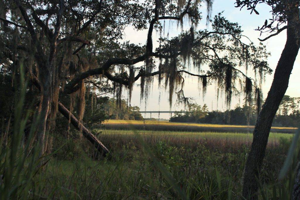 The Diamond Causeway beyond a marshy area with a mossy oak in the foreground. Savannah, GA