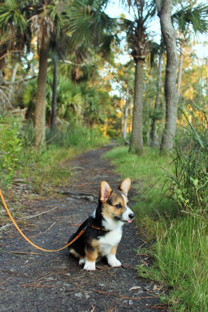 Tri-color corgi pup on a dirt path with palm trees in teh background at Skidaway Island State Park