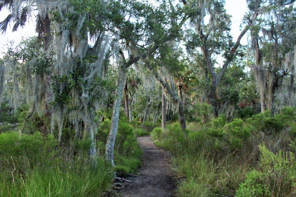 Mossy maritime forest and brigth green marsh grasses at Skidaway Island