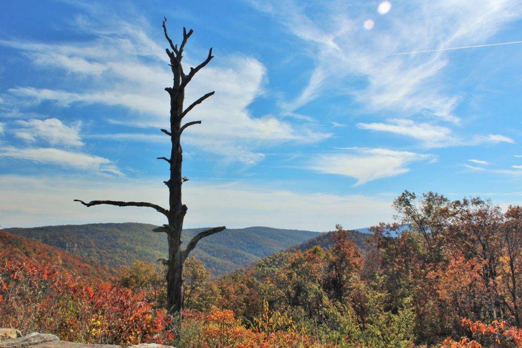 Dead tree on top of a colorful mountain overlooking a valley in Shenandoah National Park