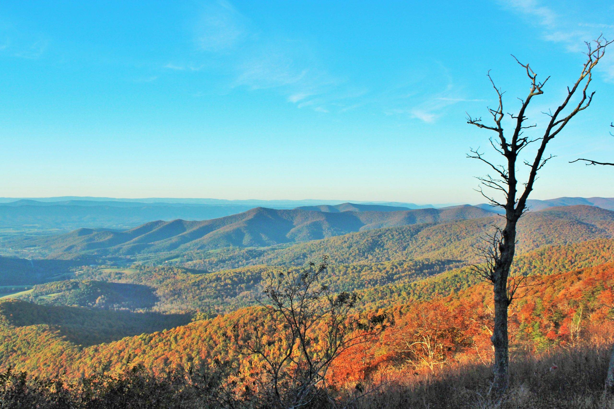 colorful fall hillside with mountains in the background