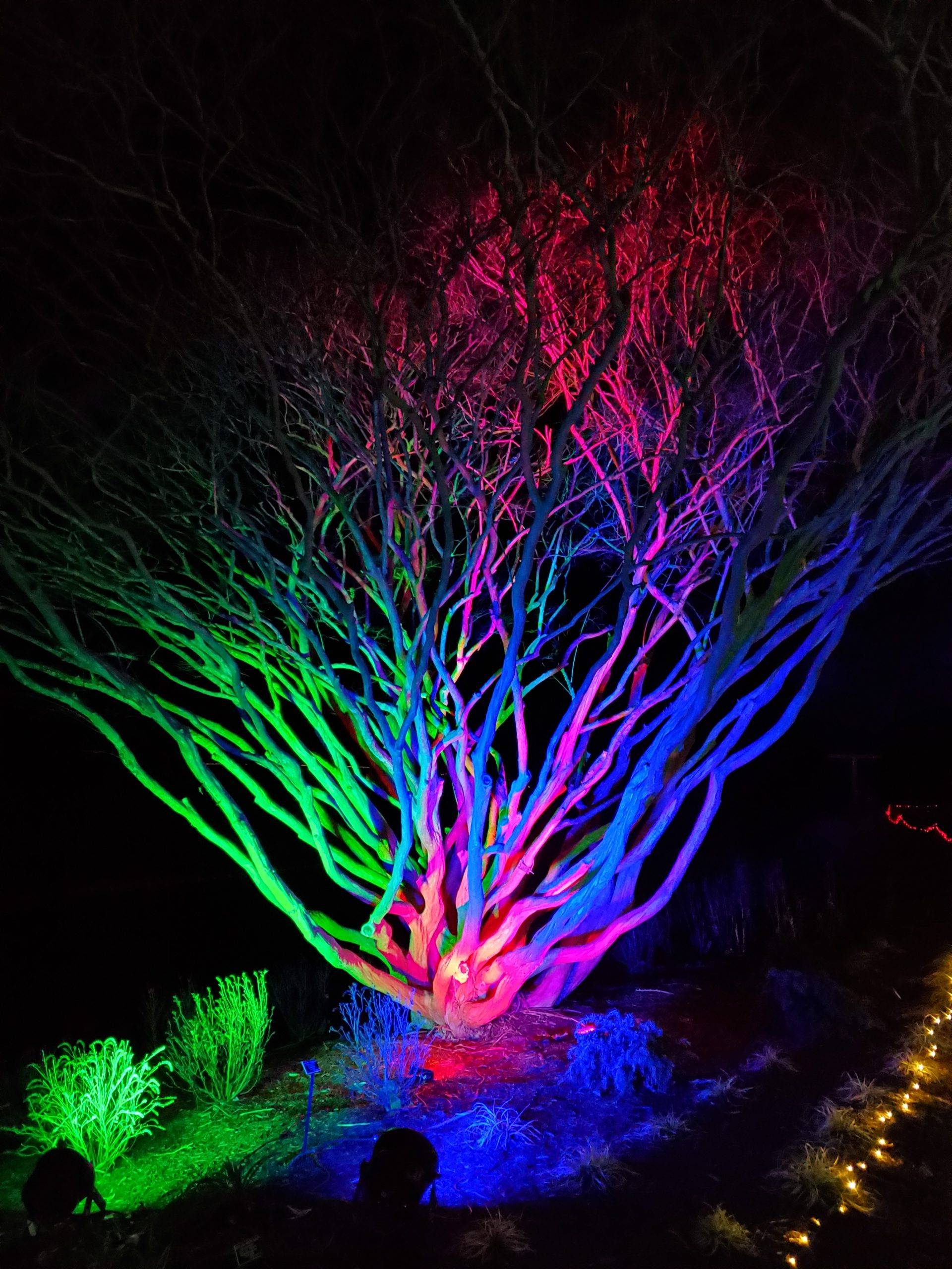 MillionBulbWalkglowingtree Cochran Writing & Editing