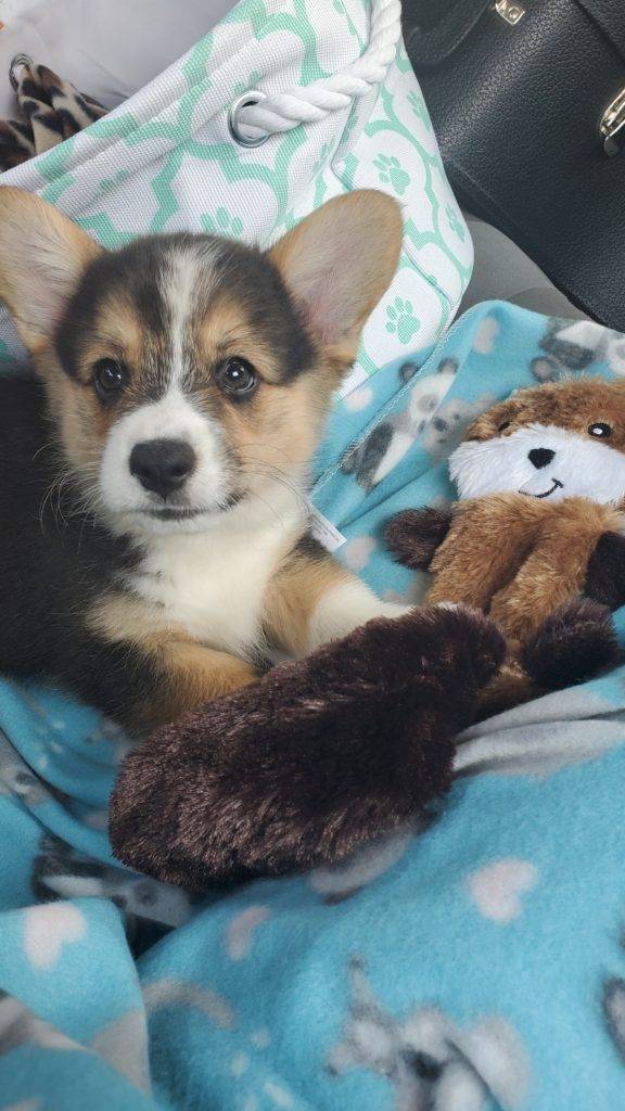 corgi puppy traveling in the car