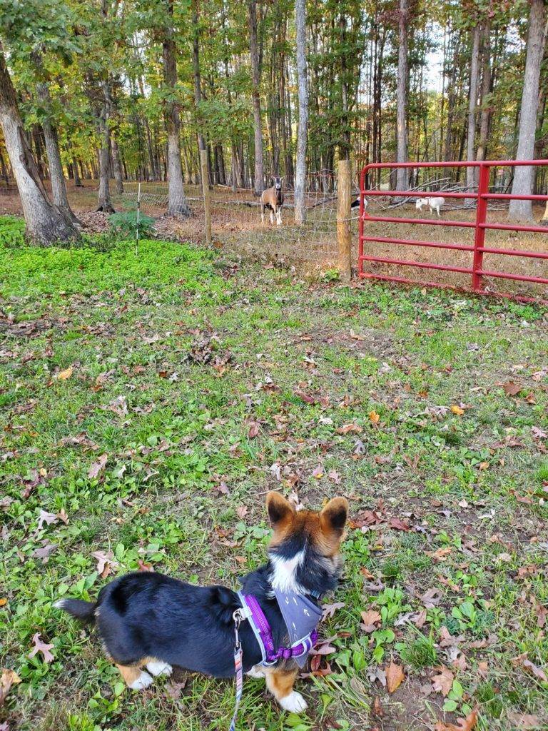 tri-color corgi puppy in purple harness looking at goats