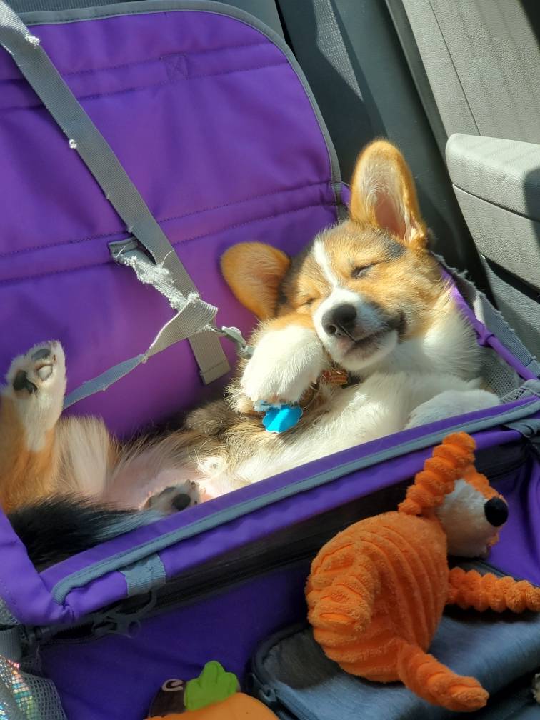 traveling with a dog corgi pup asleep on his back in a purple puppy carrier