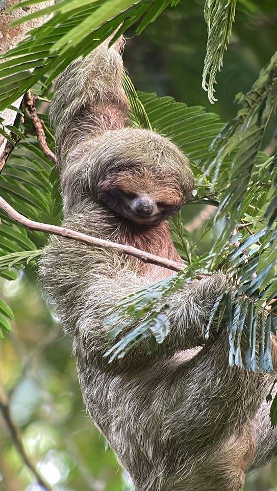 sloth hanging in a tree with large green leaves