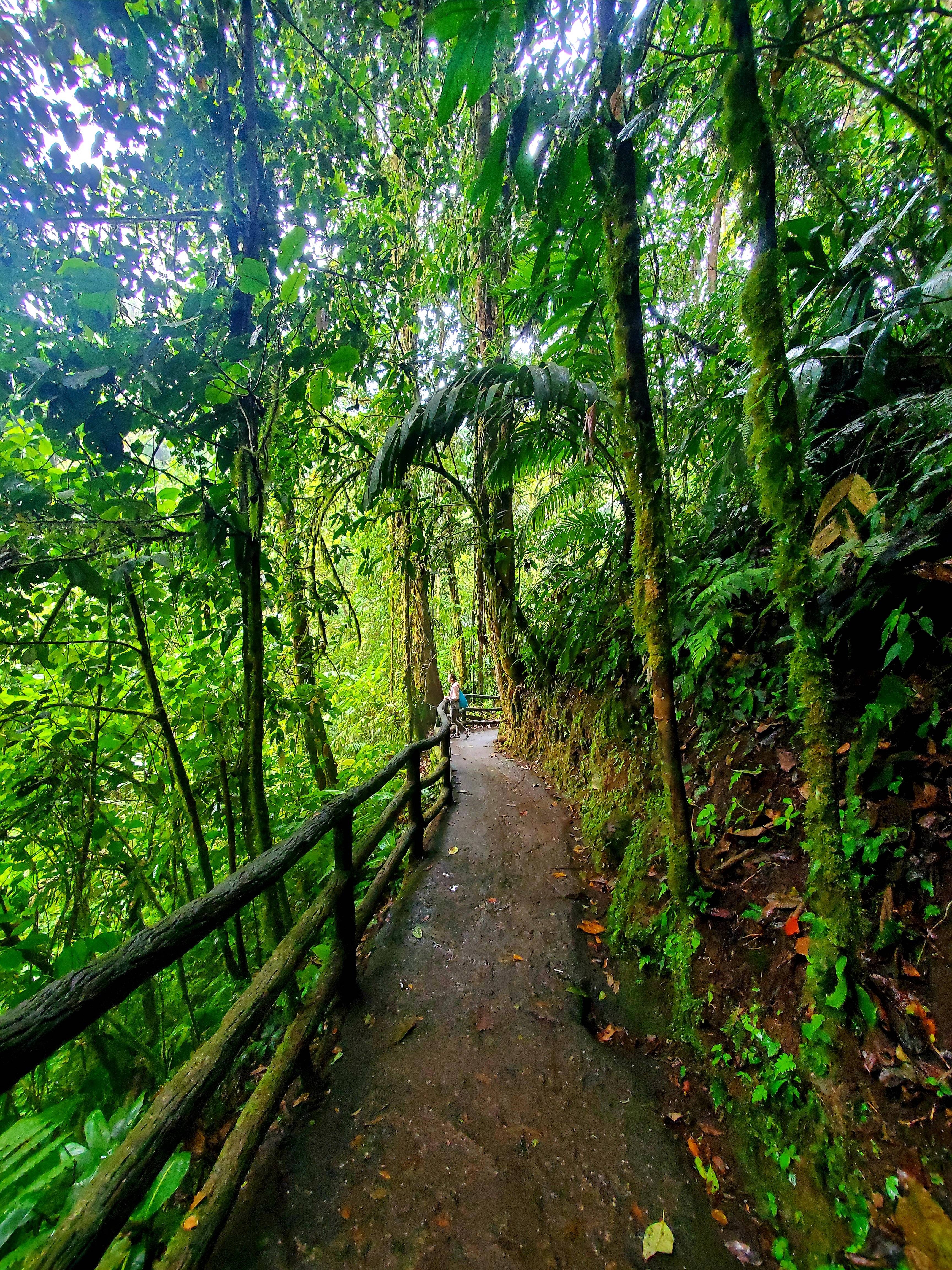 girl standing in the green rainforest at mistico hanging bridges park