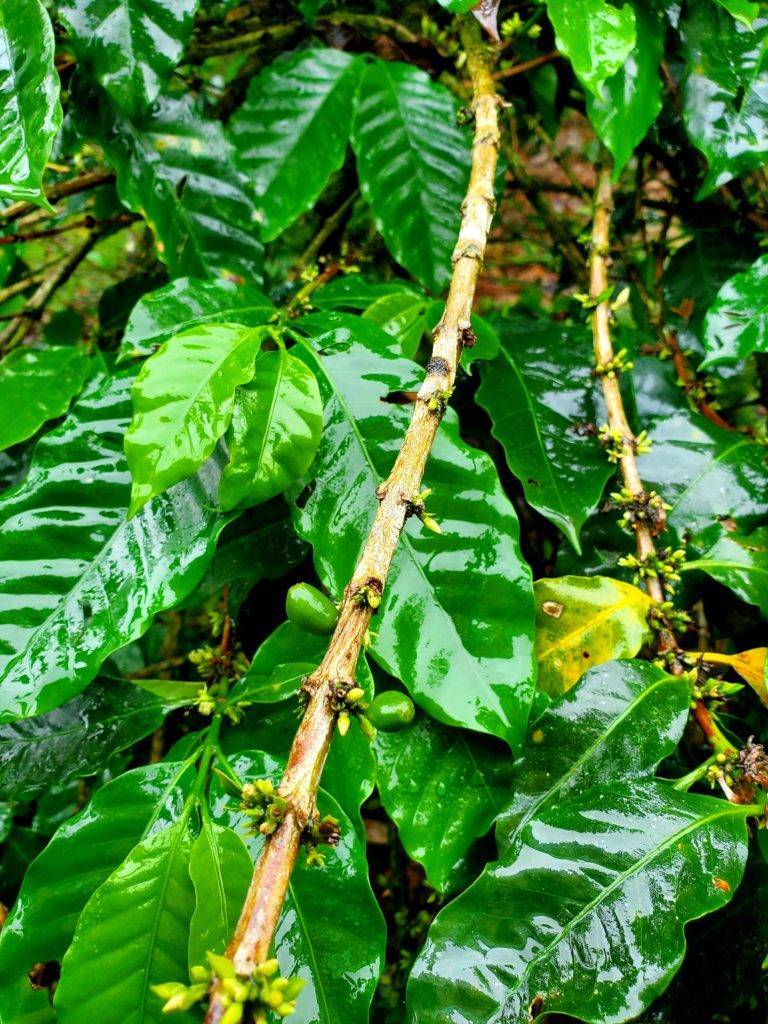 Green coffee beans on the branch with leaves that are glossy from recent rain