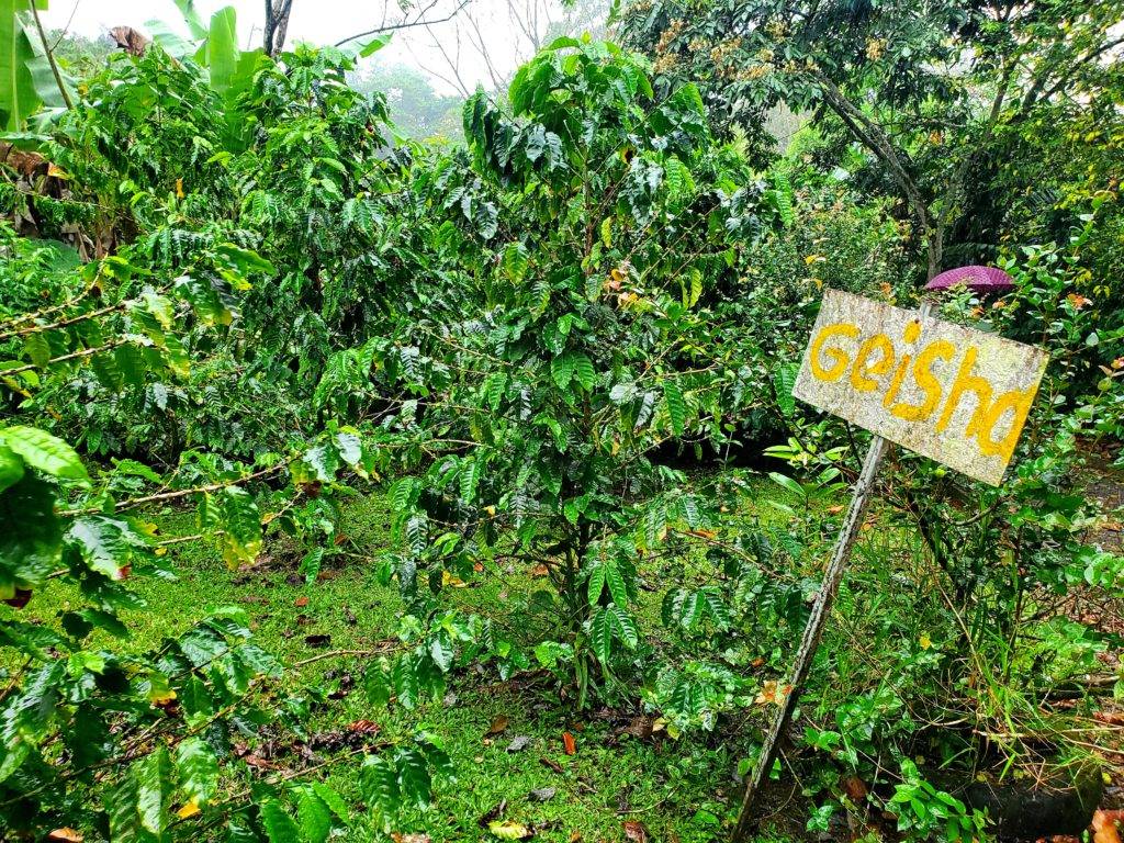 Geisha coffee plants