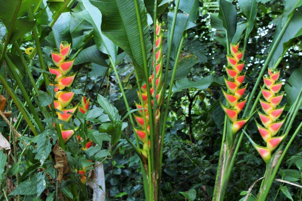 bright pink and yellow heliconia flowers in a rainforest setting at sloth's territory