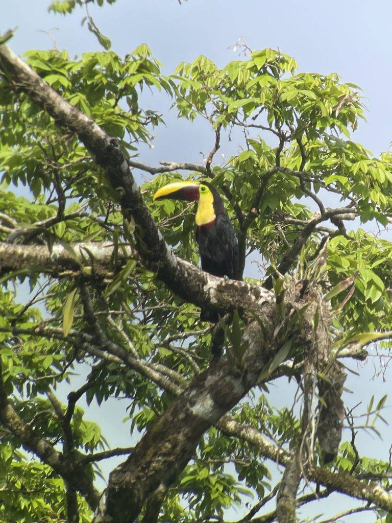 large toucan with yellow and red bill perched in a tree with green leaves