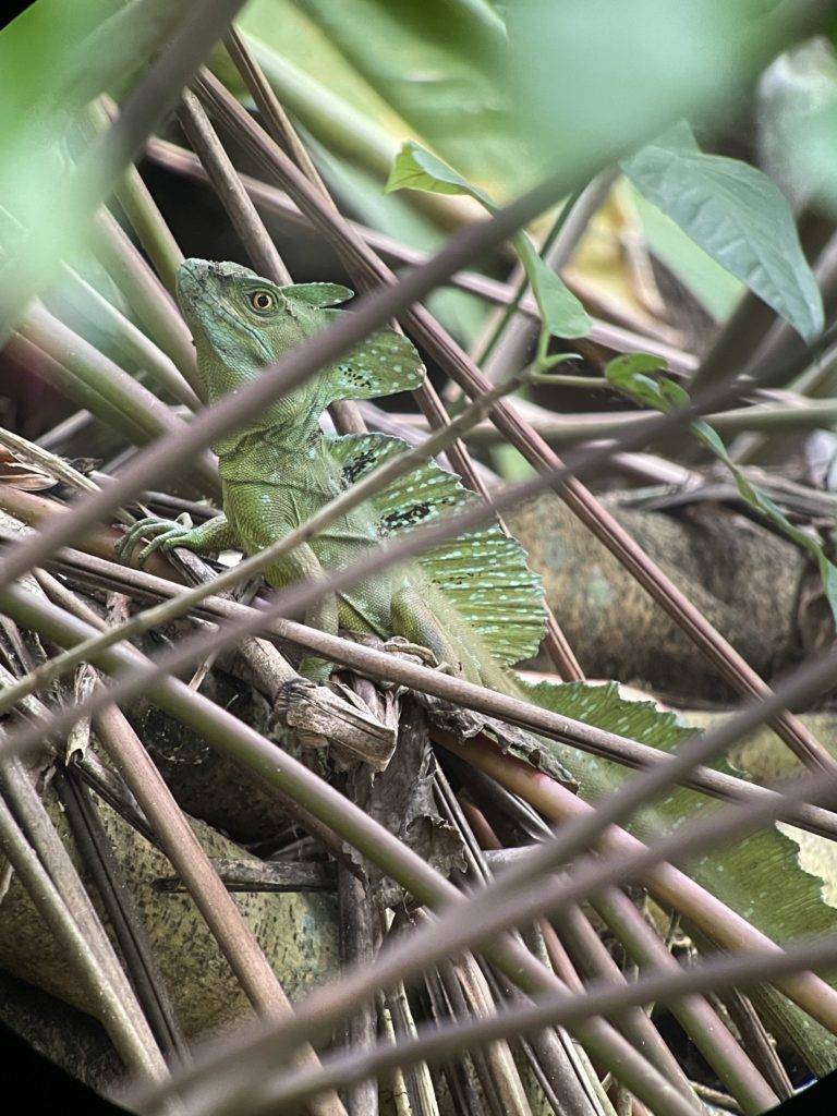 green basilisk behind brown branches in sloth's territory
