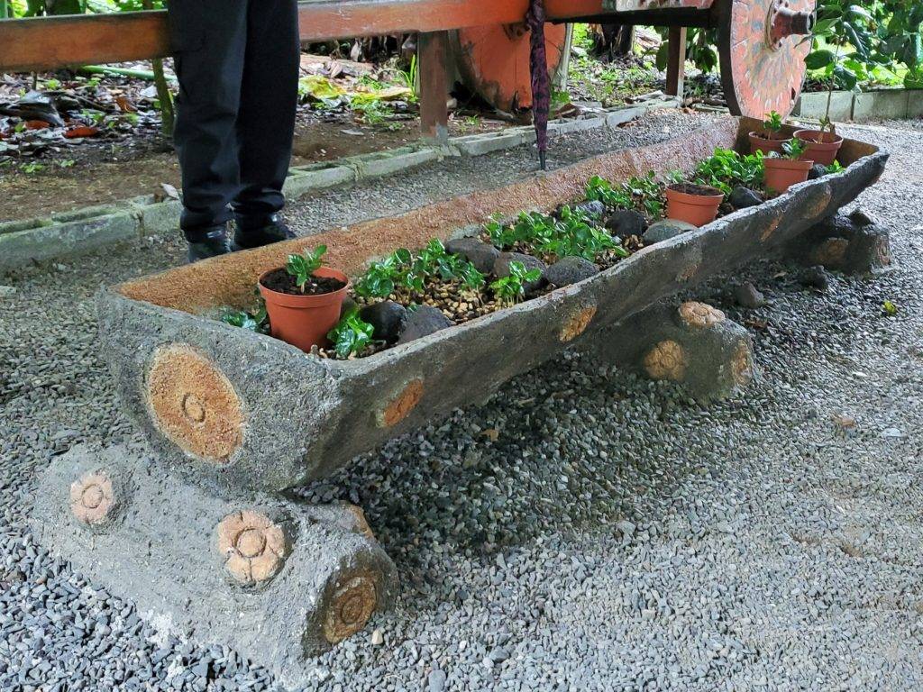 coffee plants in various stages of growth in a log planter