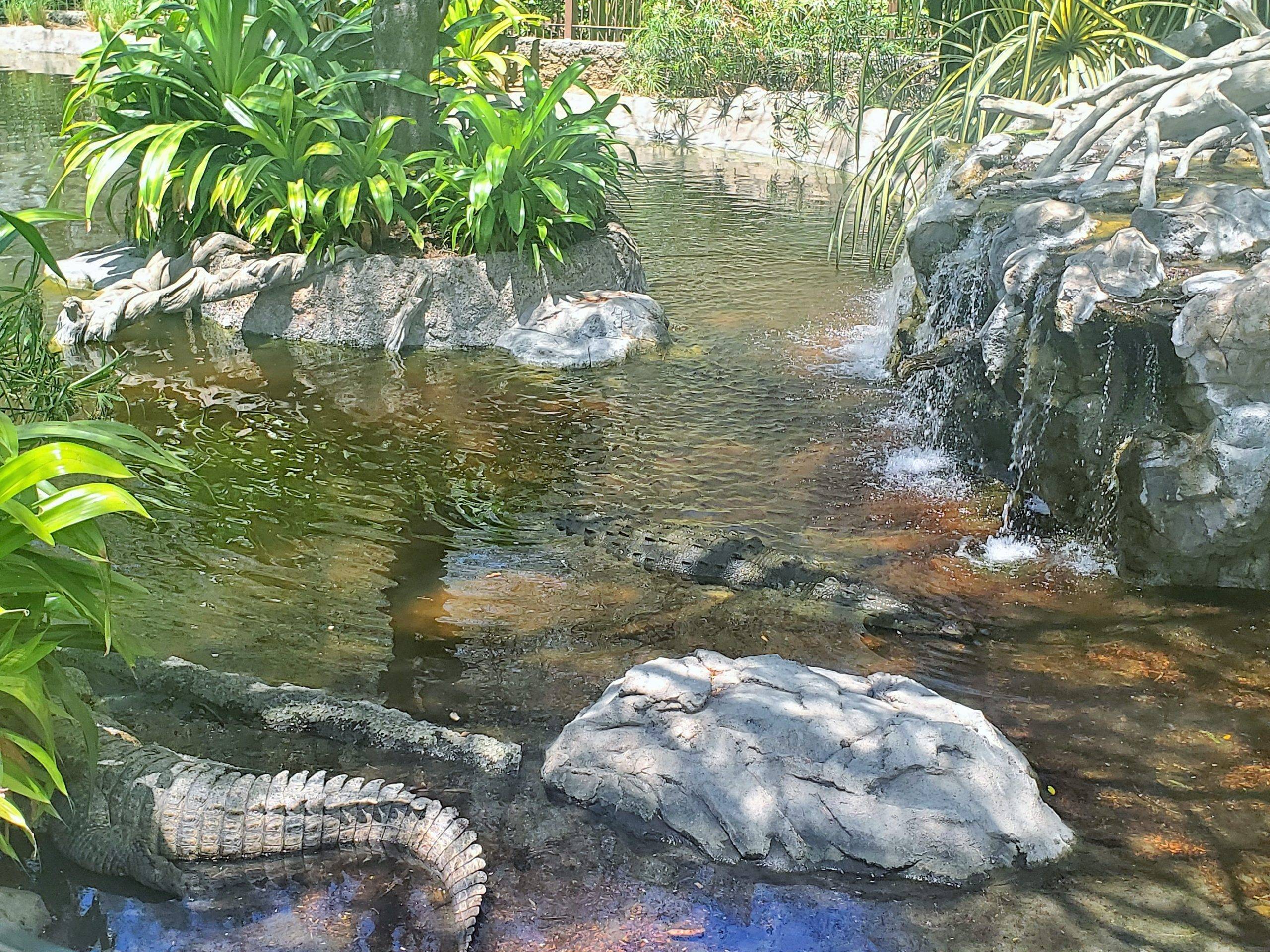 various reptiles at Diamante Eco Adventure Park