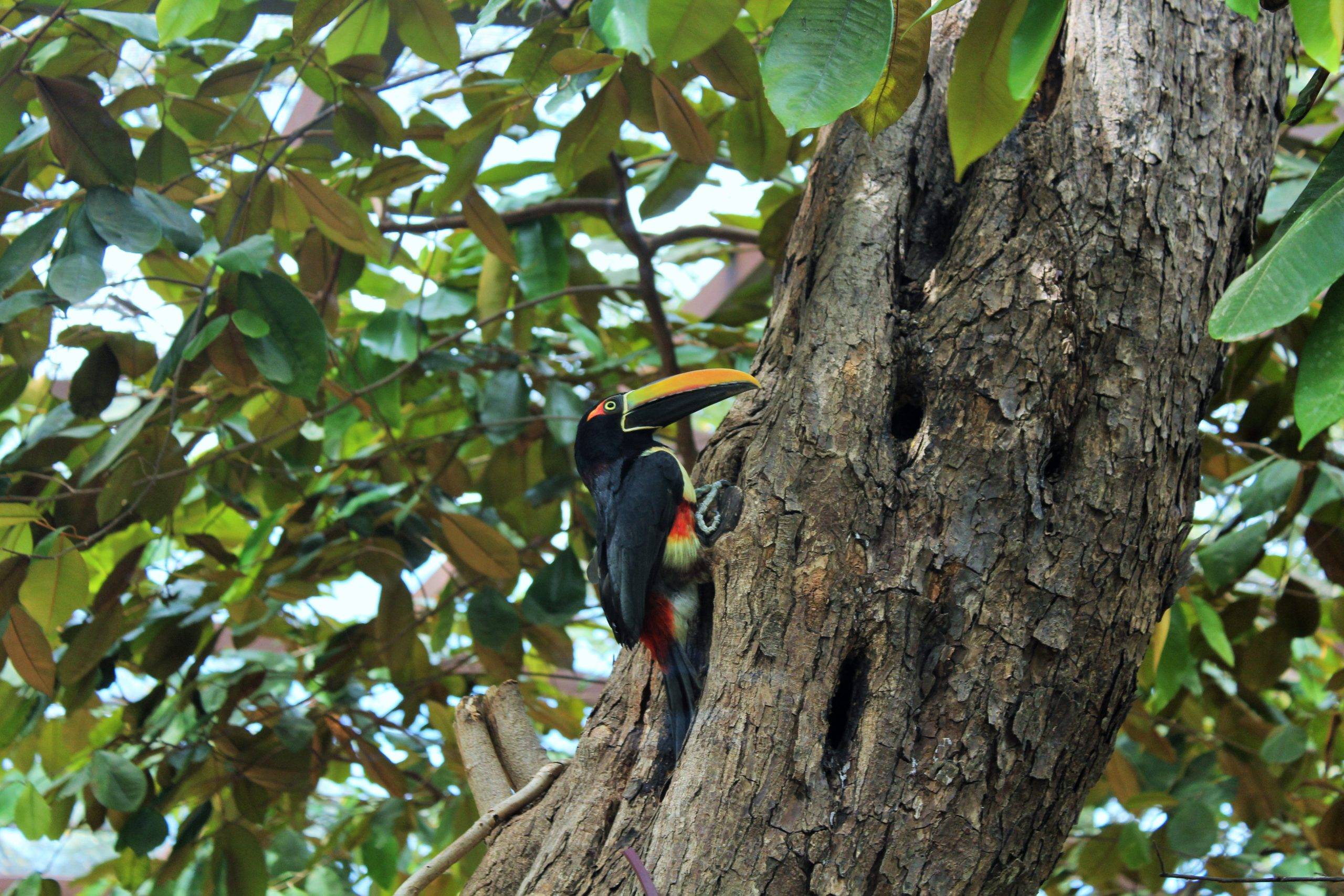 Toucan at Diamante Eco Adventure park