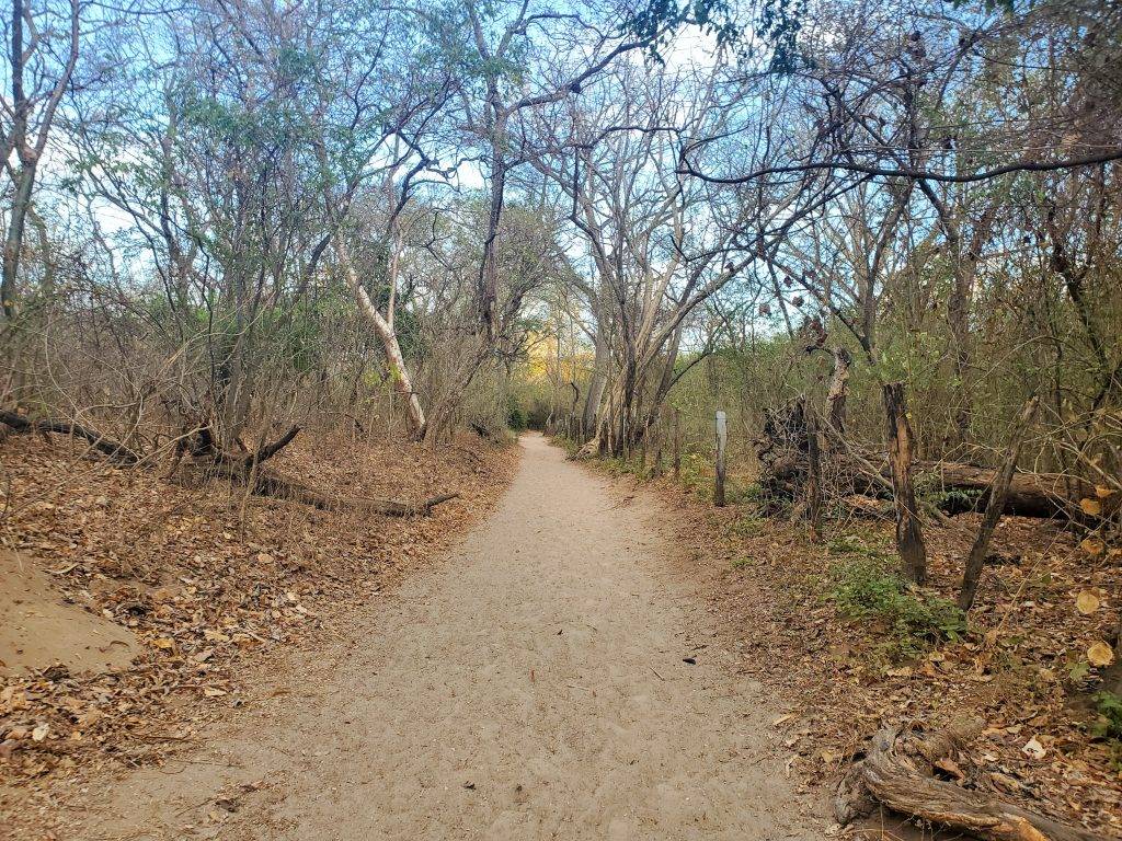 sandy path leading into the woods