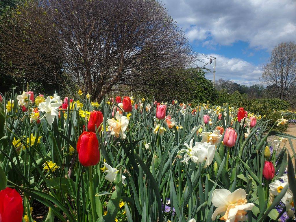 tulips at Lewis Ginter botanical Garden