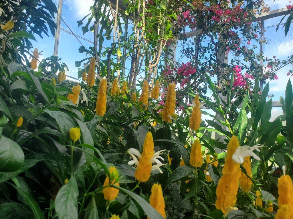 Yellow flowers in foreground with pink vine flowers in background inside glass building