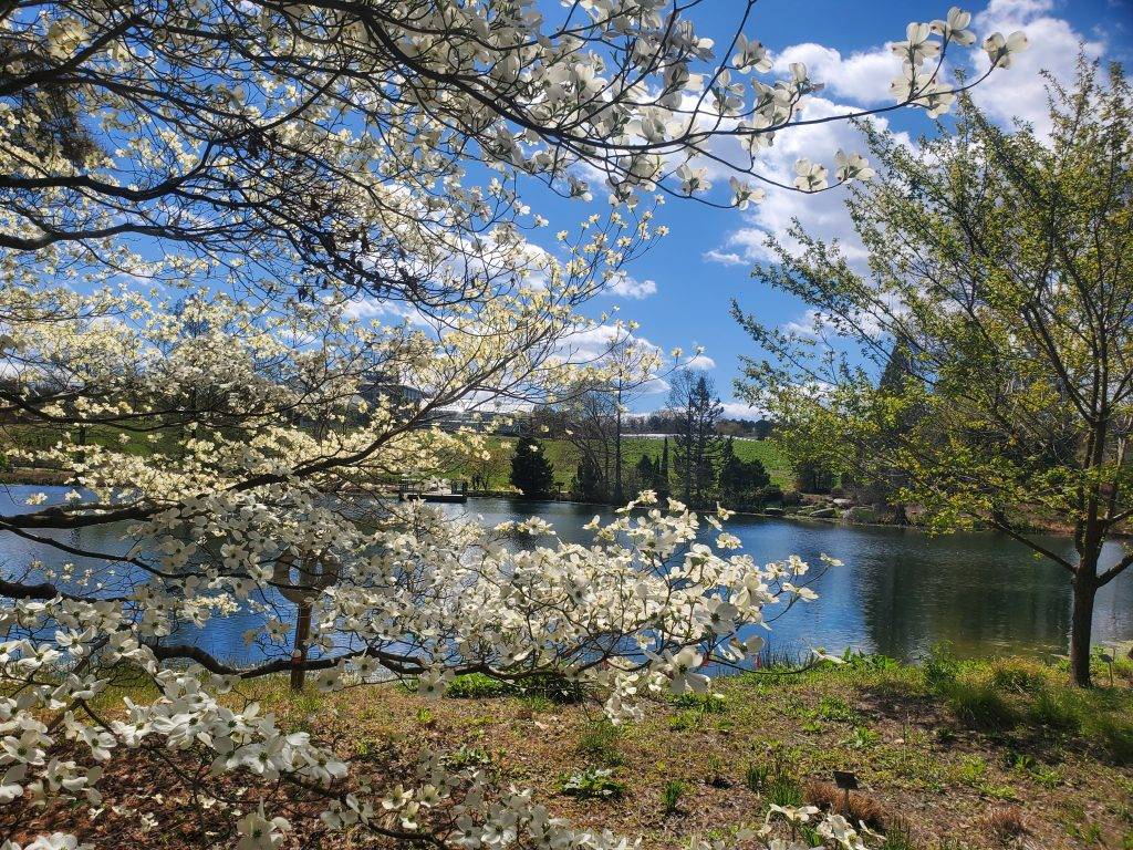 white blossoms on a cherry tree with lake in background. Cherry Tree Walk Lewis Ginter Botanical Garden