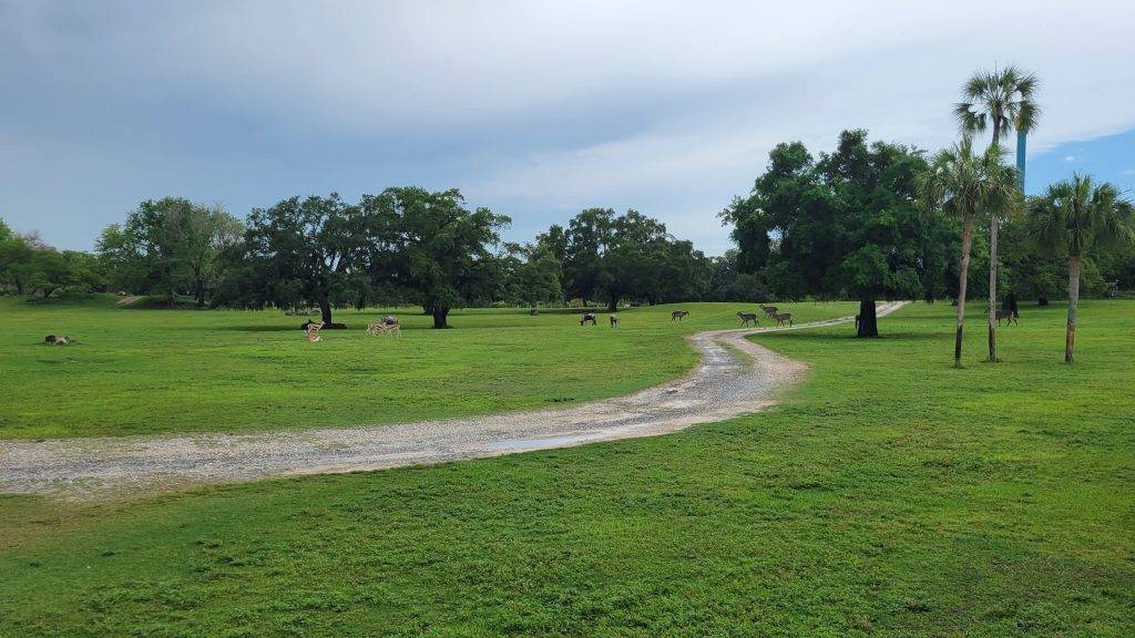 Safari animals as seen from the Busch Gardens Tampa train. Tampa CityPASS