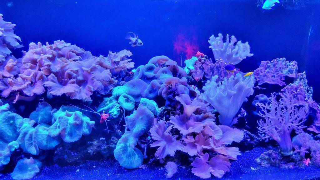 coral and fish in a brightly lit tank at the florida aquarium. Tampa CityPASS