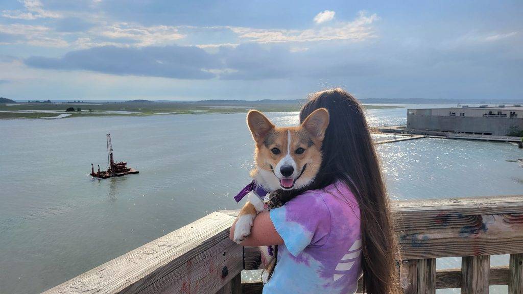 corgi smiling from an observation tower