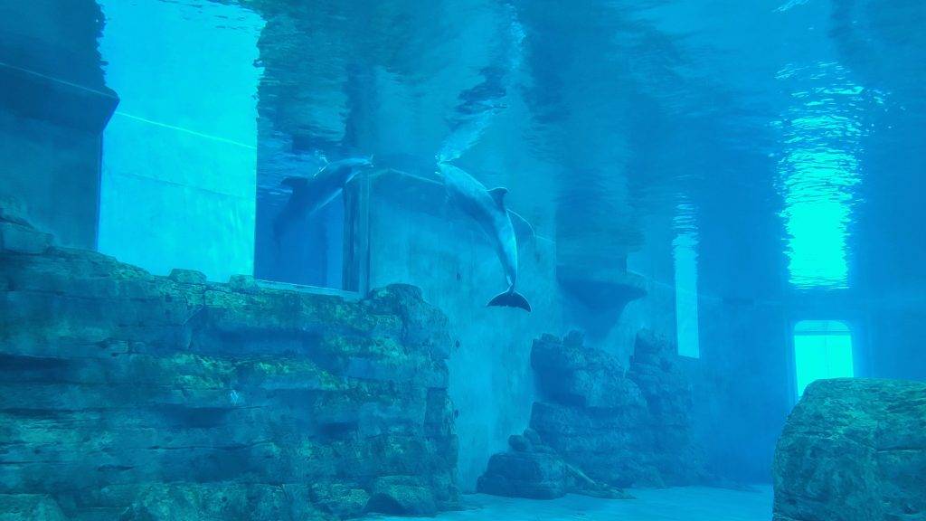 two dolphins in an underwater exhibit