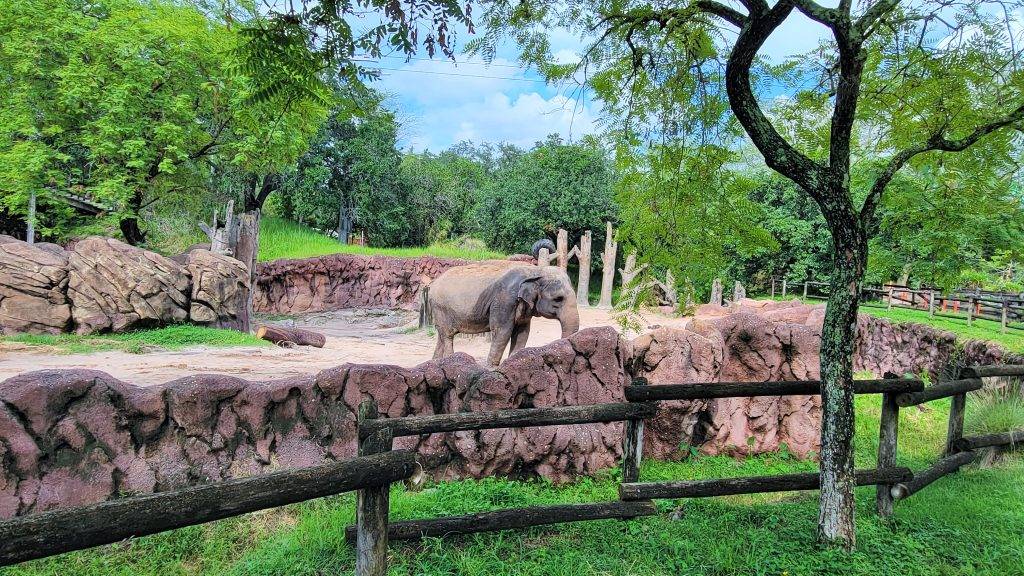 elephant in a sandy exhibit with red walls and greenery in back ground