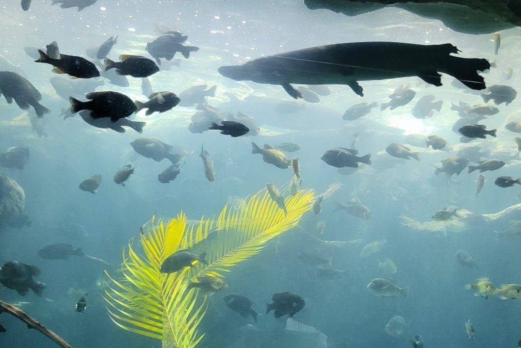 Fish at the Florida Aquarium. Tampa CityPASS