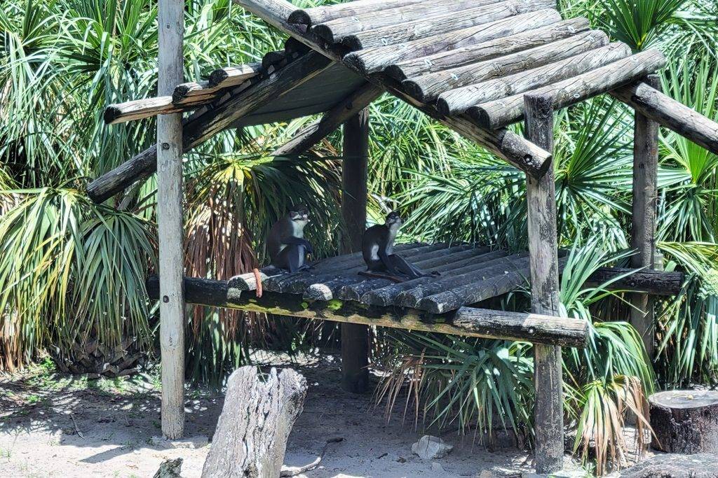 two monkeys sitting in a wooden treehouse at the Tampa Zoo