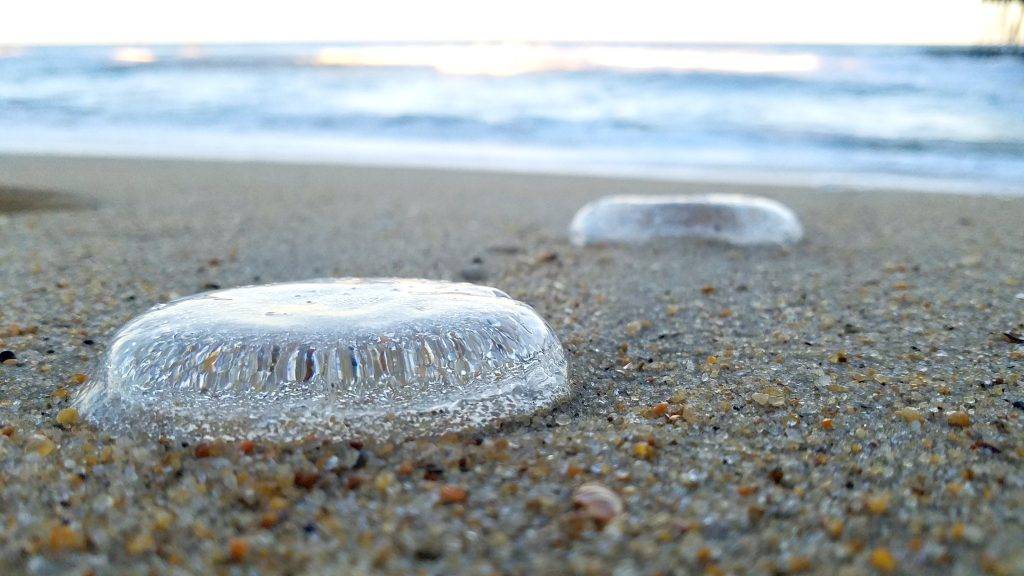 moon jellyfish on a pebbly shore in the outer banks
