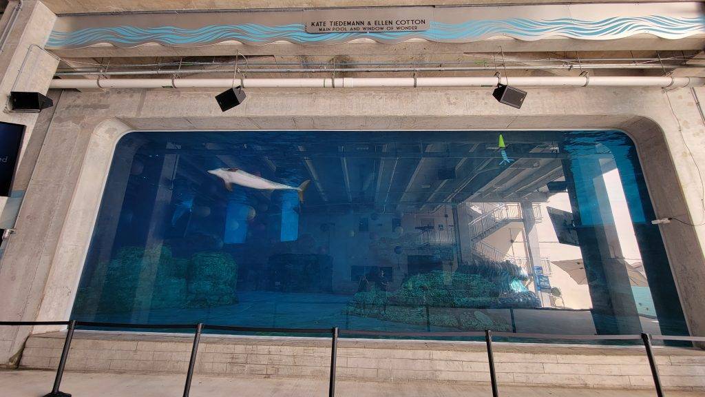 dolphin swimming past a large underwater viewing window. Clearwater marine aquarium