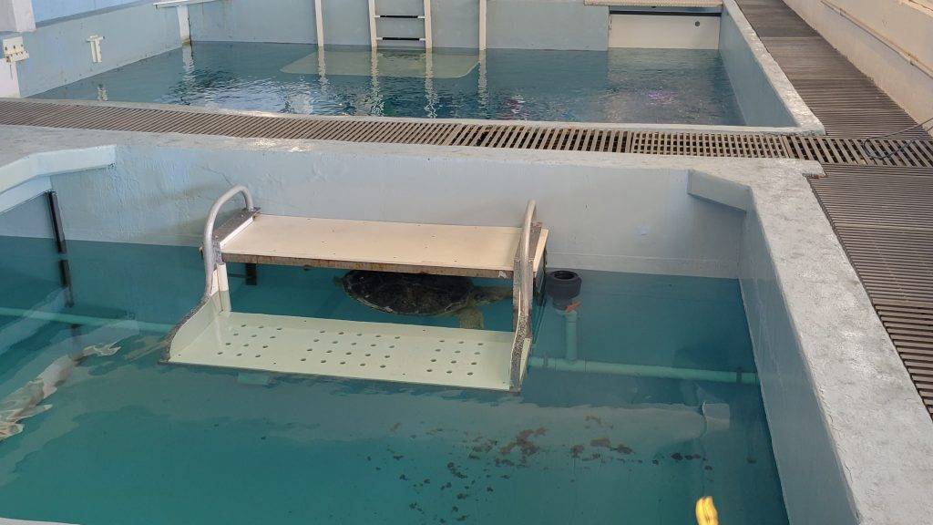sea turtle in a small rehab pool under an entry ladder. Clearwater Marine Aquarium